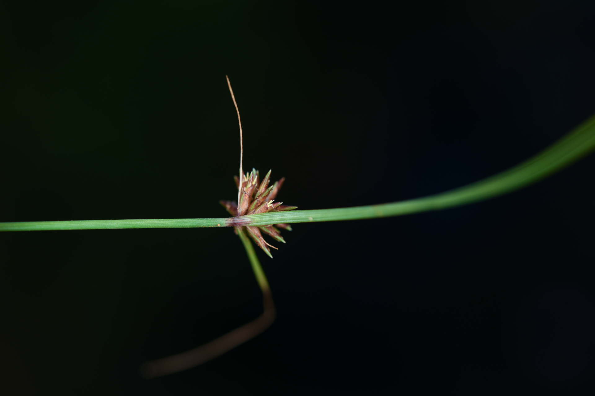 Cyperus nanus Willd. - Photo Bivouac Naturaliste