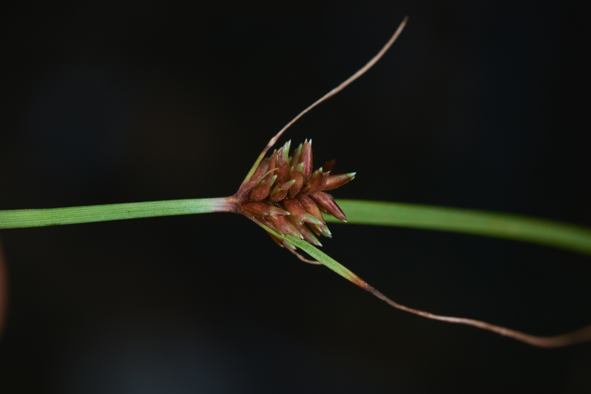 Cyperus nanus Willd. - Photo Bivouac Naturaliste
