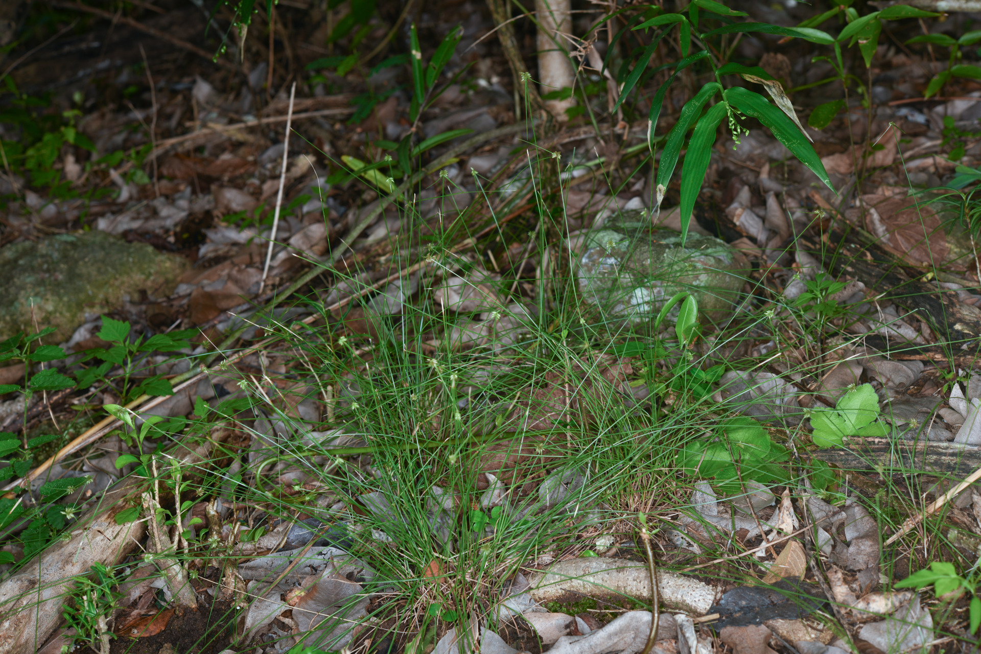 Cyperus nanus Willd. - Photo Bivouac Naturaliste