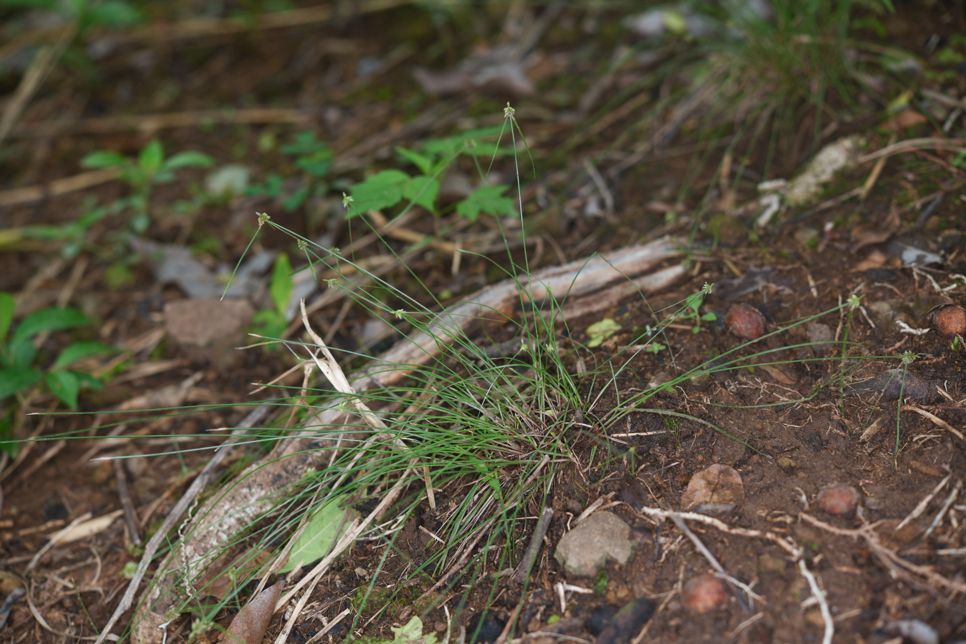 Cyperus nanus Willd. - Photo Bivouac Naturaliste