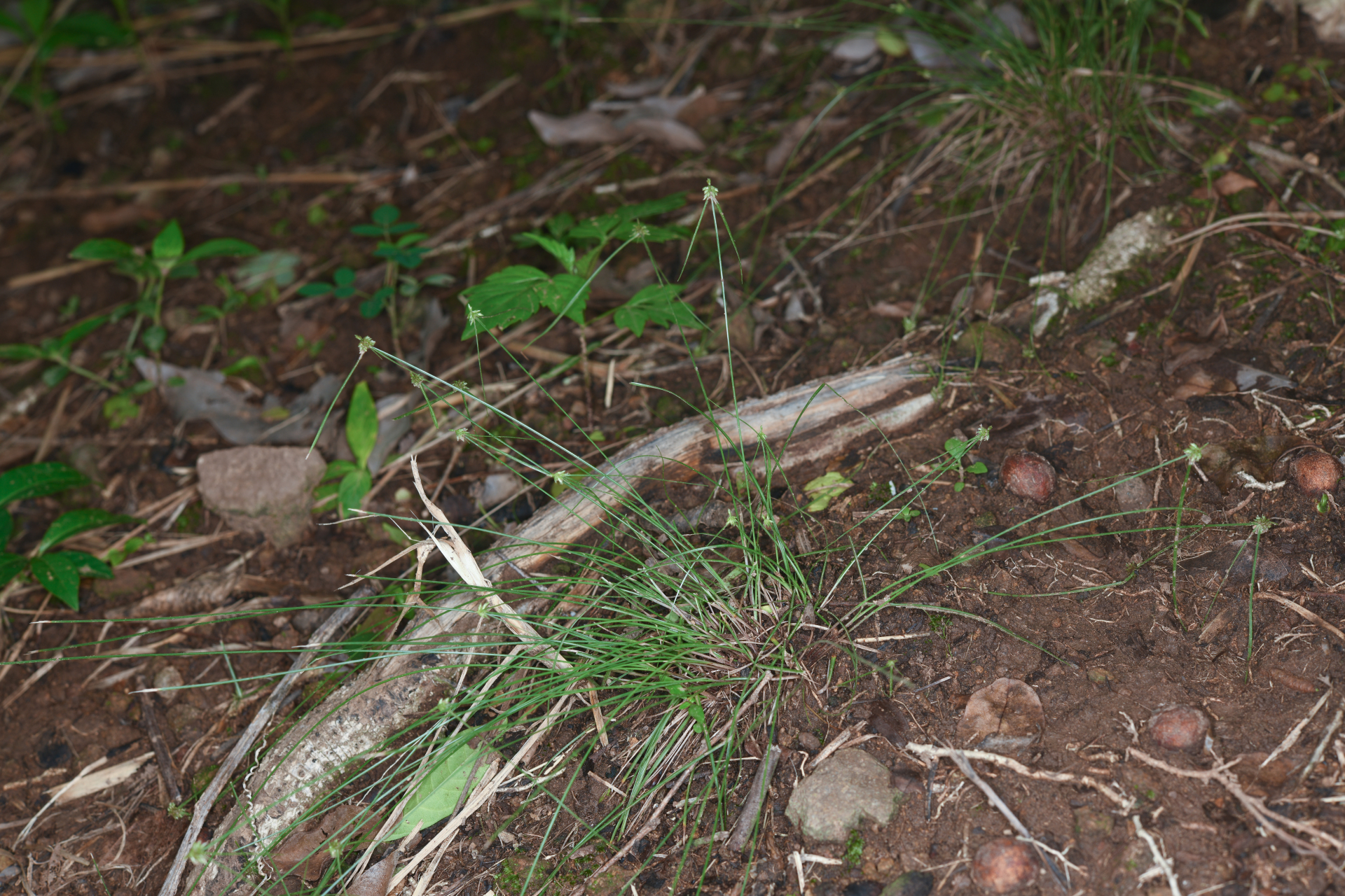 Cyperus nanus Willd. - Photo Bivouac Naturaliste