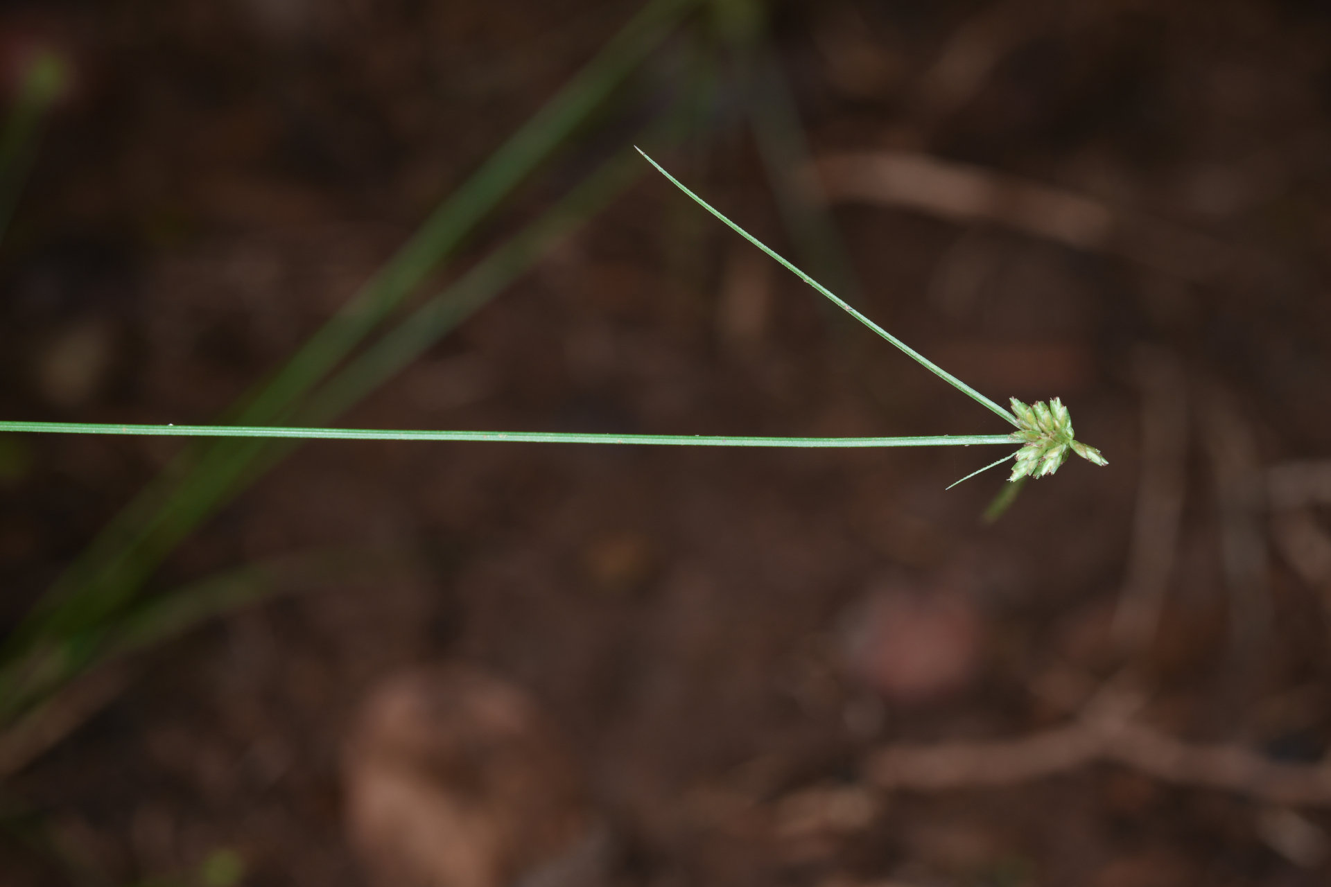 Cyperus nanus Willd. - Photo Bivouac Naturaliste