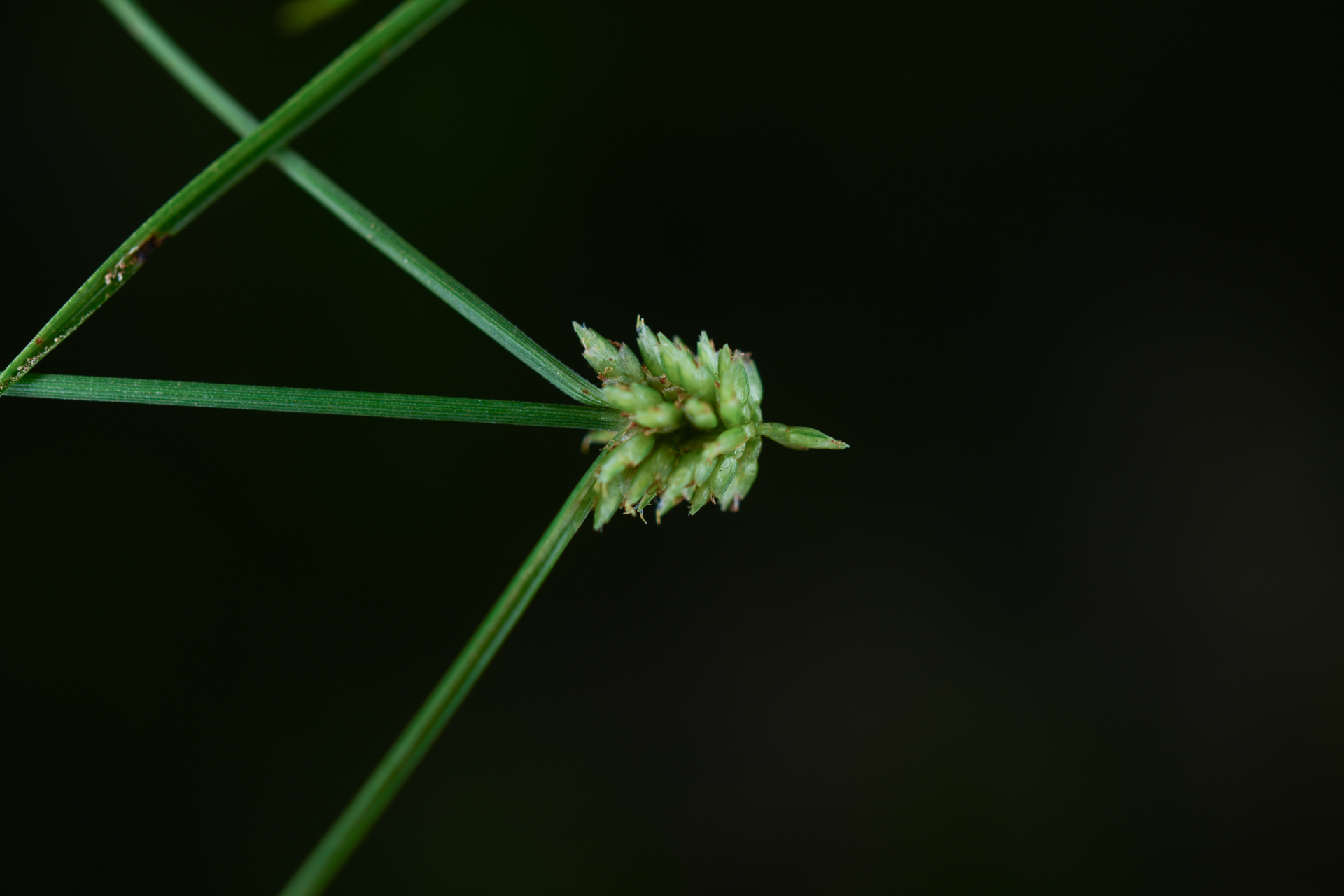 Cyperus nanus Willd. - Photo Bivouac Naturaliste