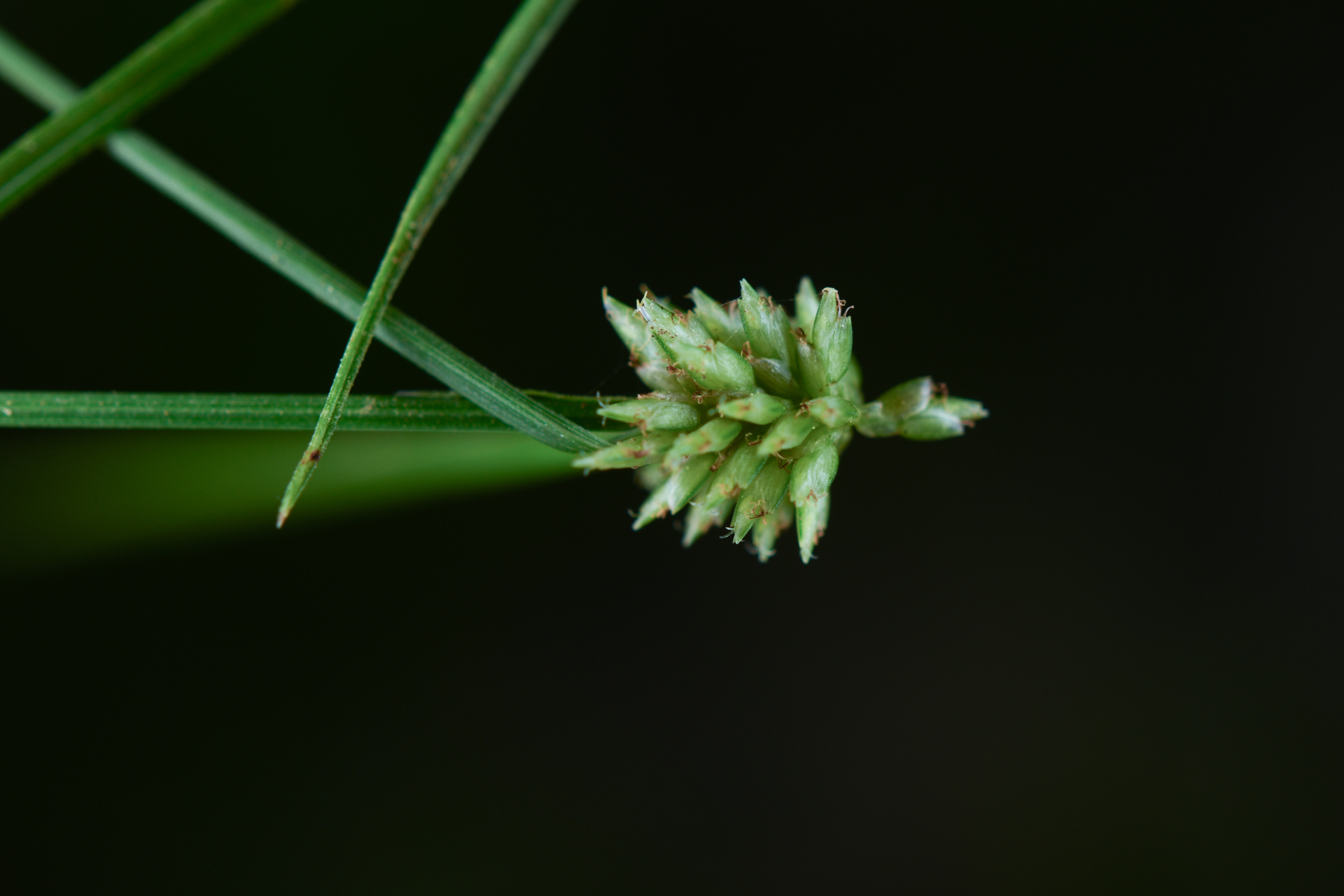 Cyperus nanus Willd. - Photo Bivouac Naturaliste