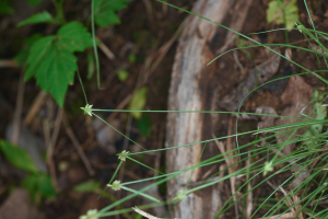 Cyperus nanus Willd.