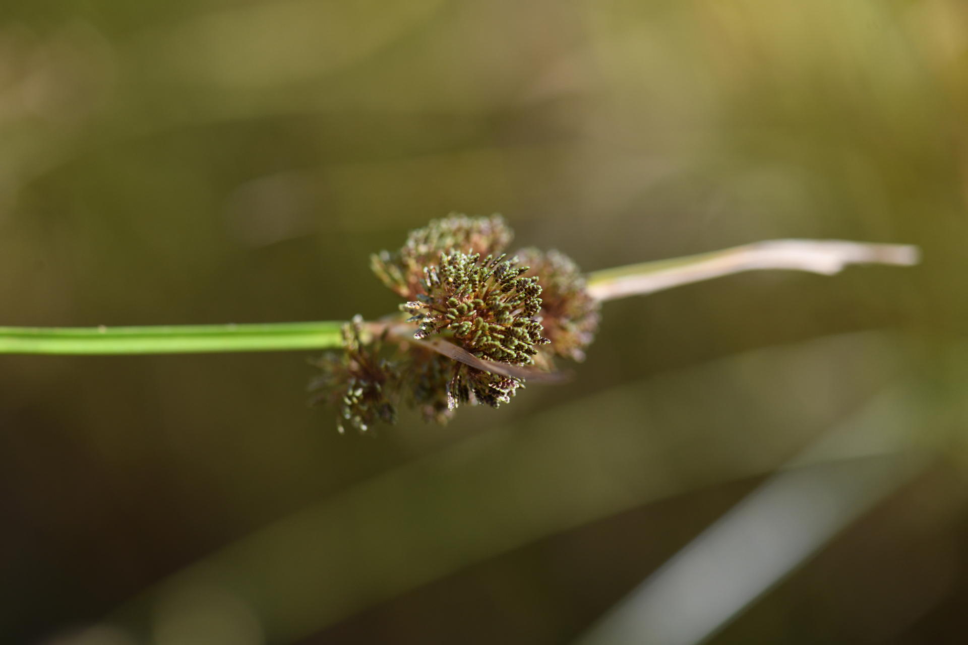Cyperus difformis L. - Photo Bivouac Naturaliste