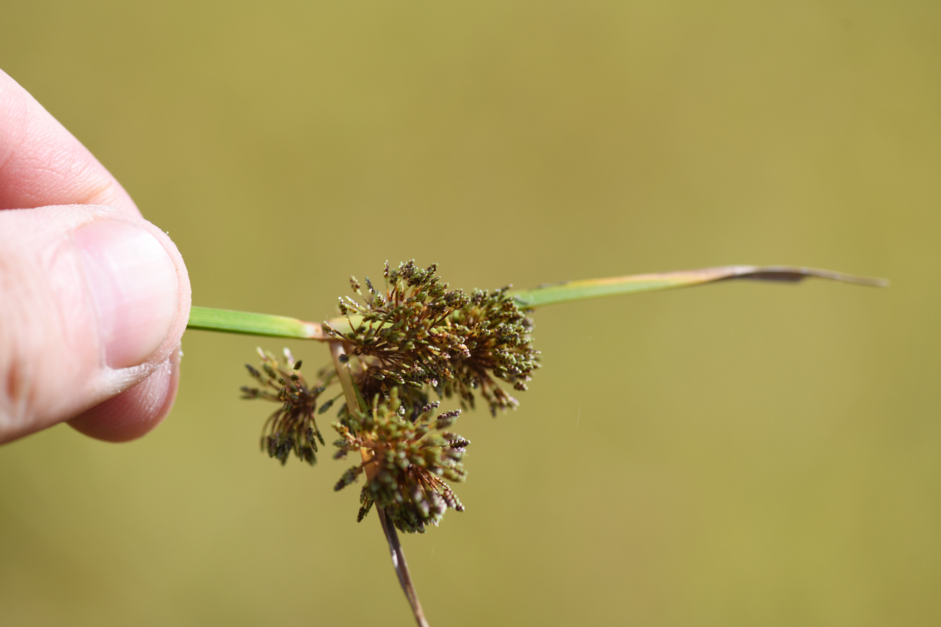 Cyperus difformis L. - Photo Bivouac Naturaliste