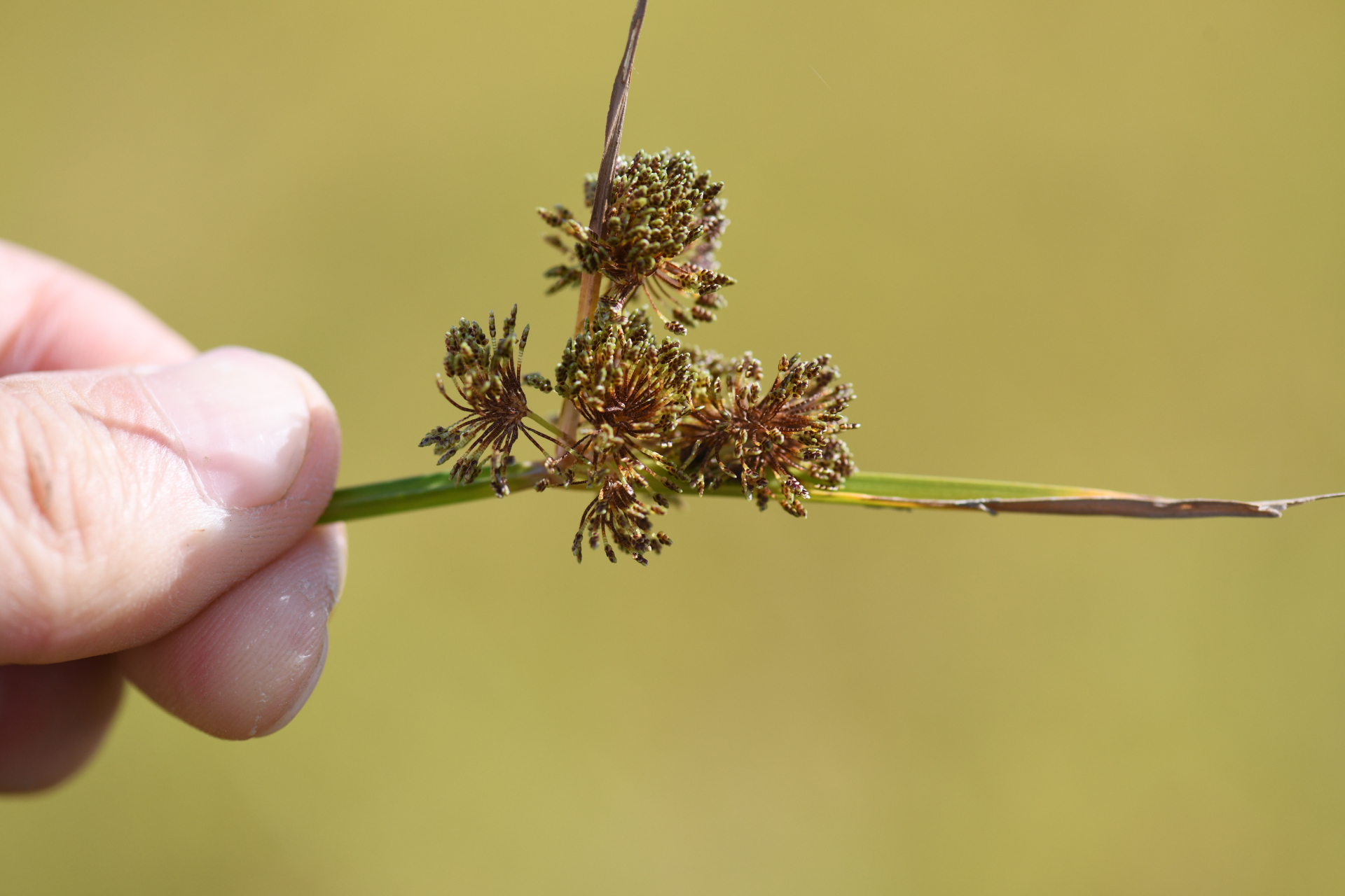 Cyperus difformis L. - Photo Bivouac Naturaliste