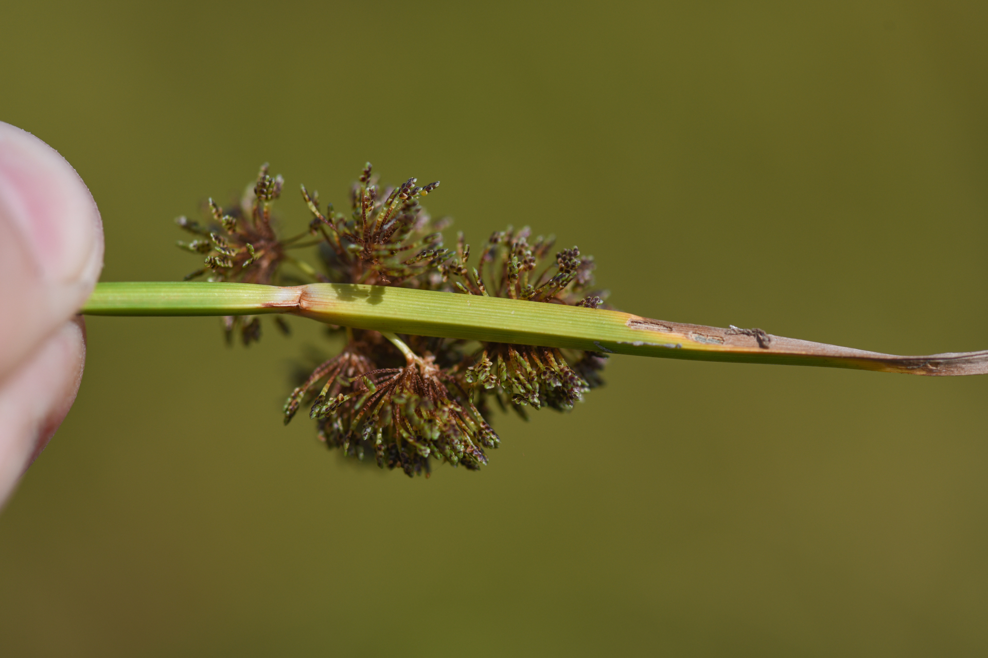 Cyperus difformis L. - Photo Bivouac Naturaliste