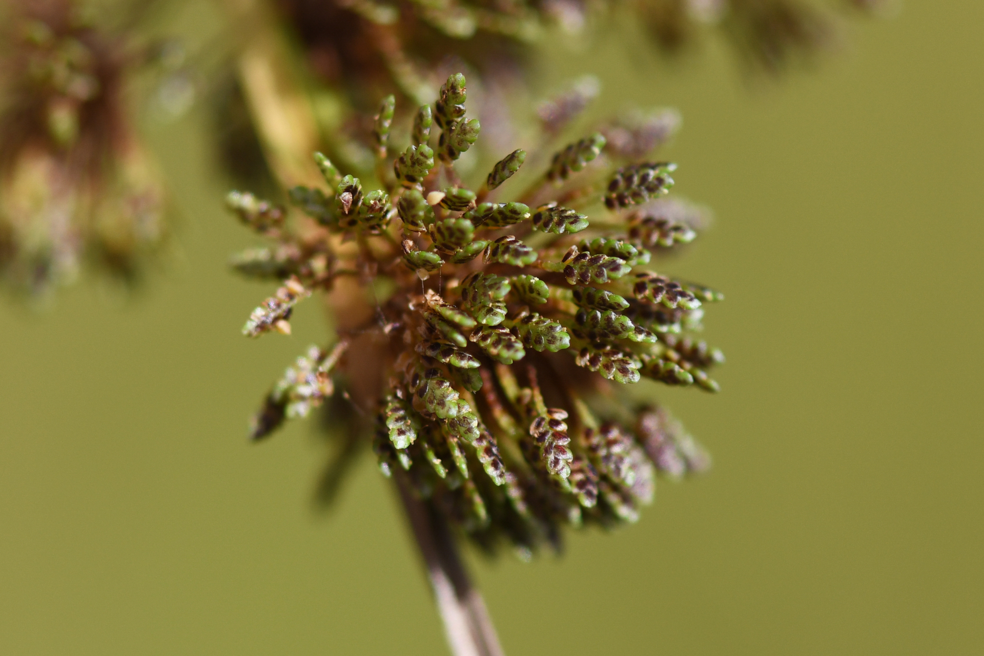 Cyperus difformis L. - Photo Bivouac Naturaliste