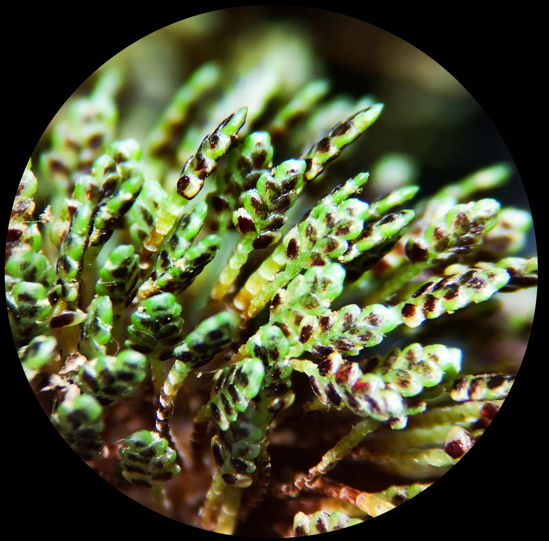 Cyperus difformis L. - Photo Bivouac Naturaliste