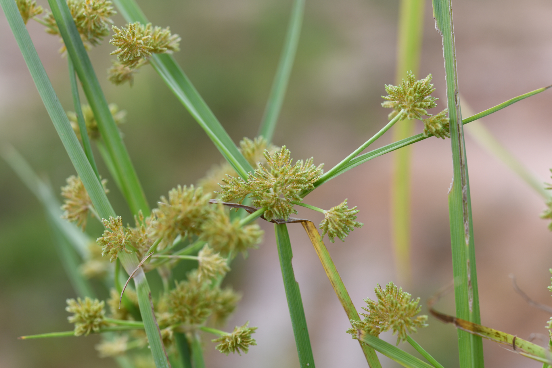 Cyperus difformis L. - Photo Bivouac Naturaliste
