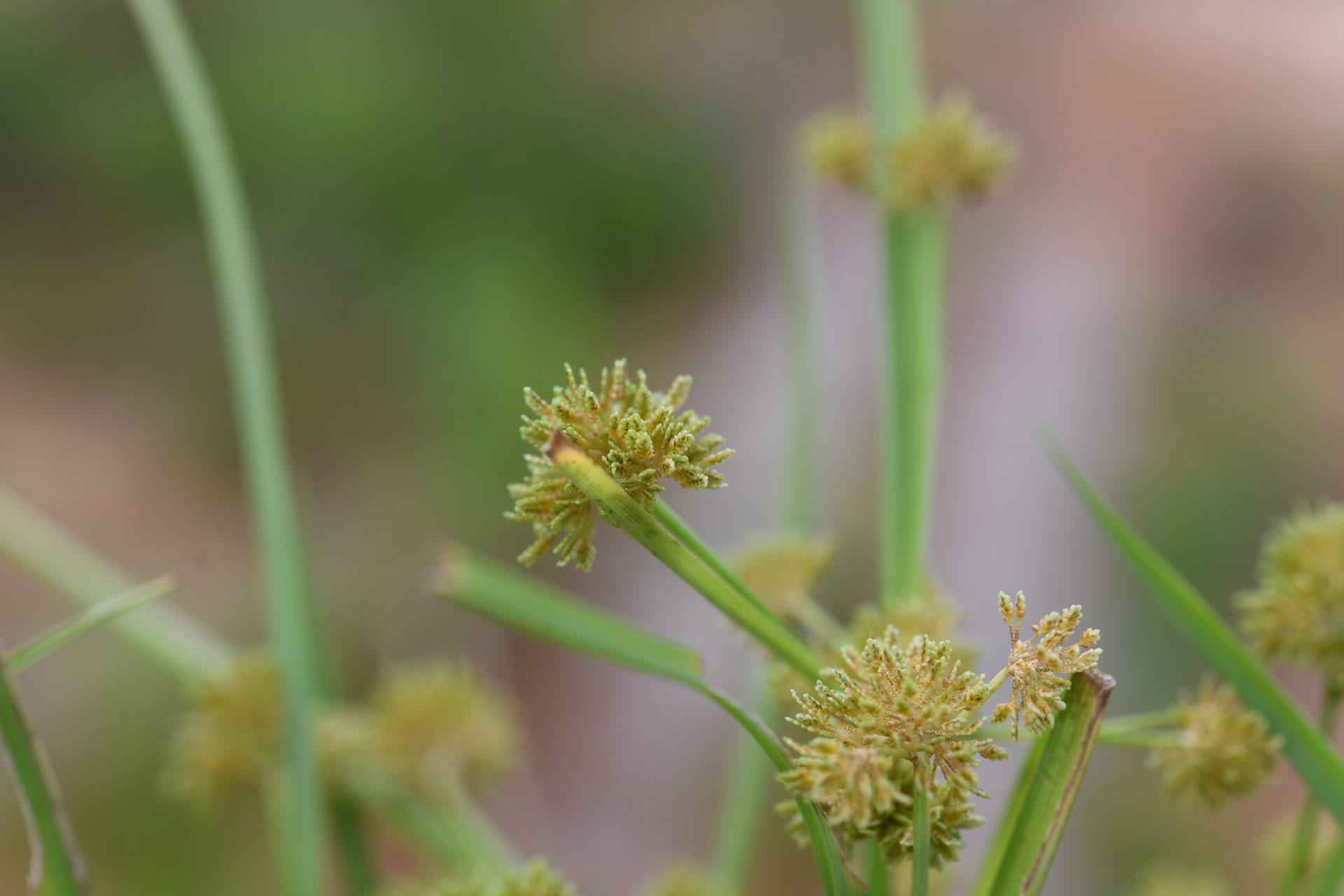 Cyperus difformis L. - Photo Bivouac Naturaliste