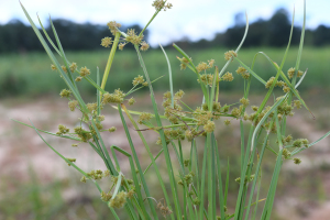 Cyperus difformis L.