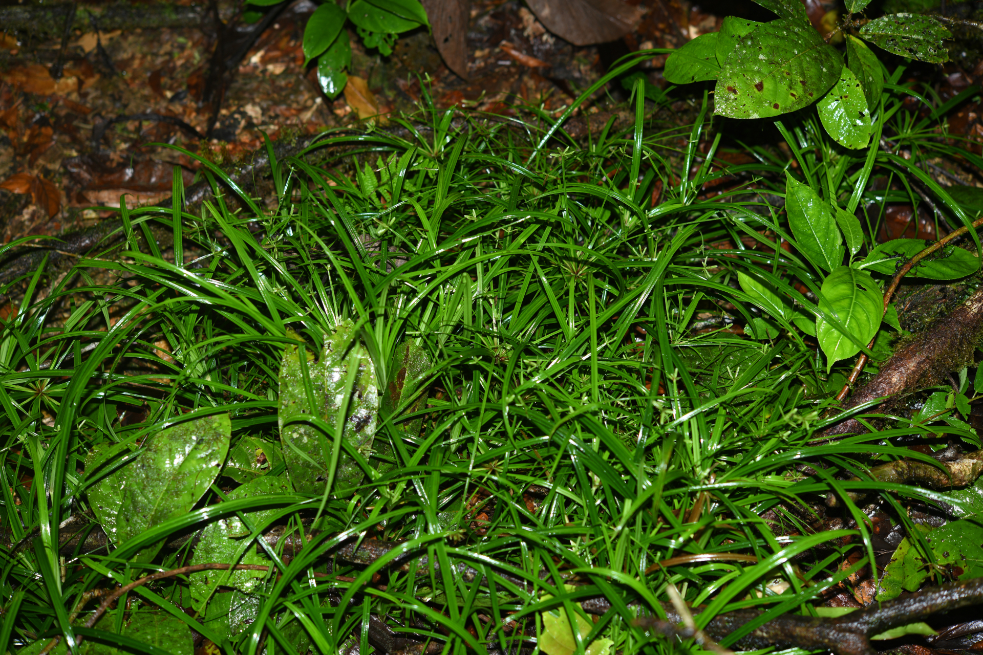 Cyperus simplex Kunth - Photo Bivouac Naturaliste