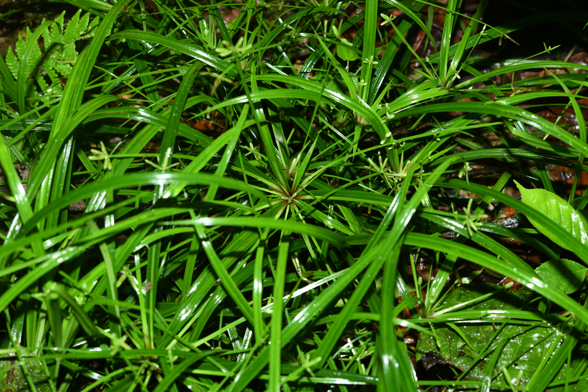 Cyperus simplex Kunth - Photo Bivouac Naturaliste