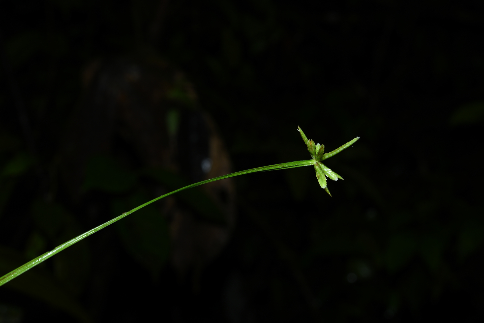 Cyperus simplex Kunth - Photo Bivouac Naturaliste