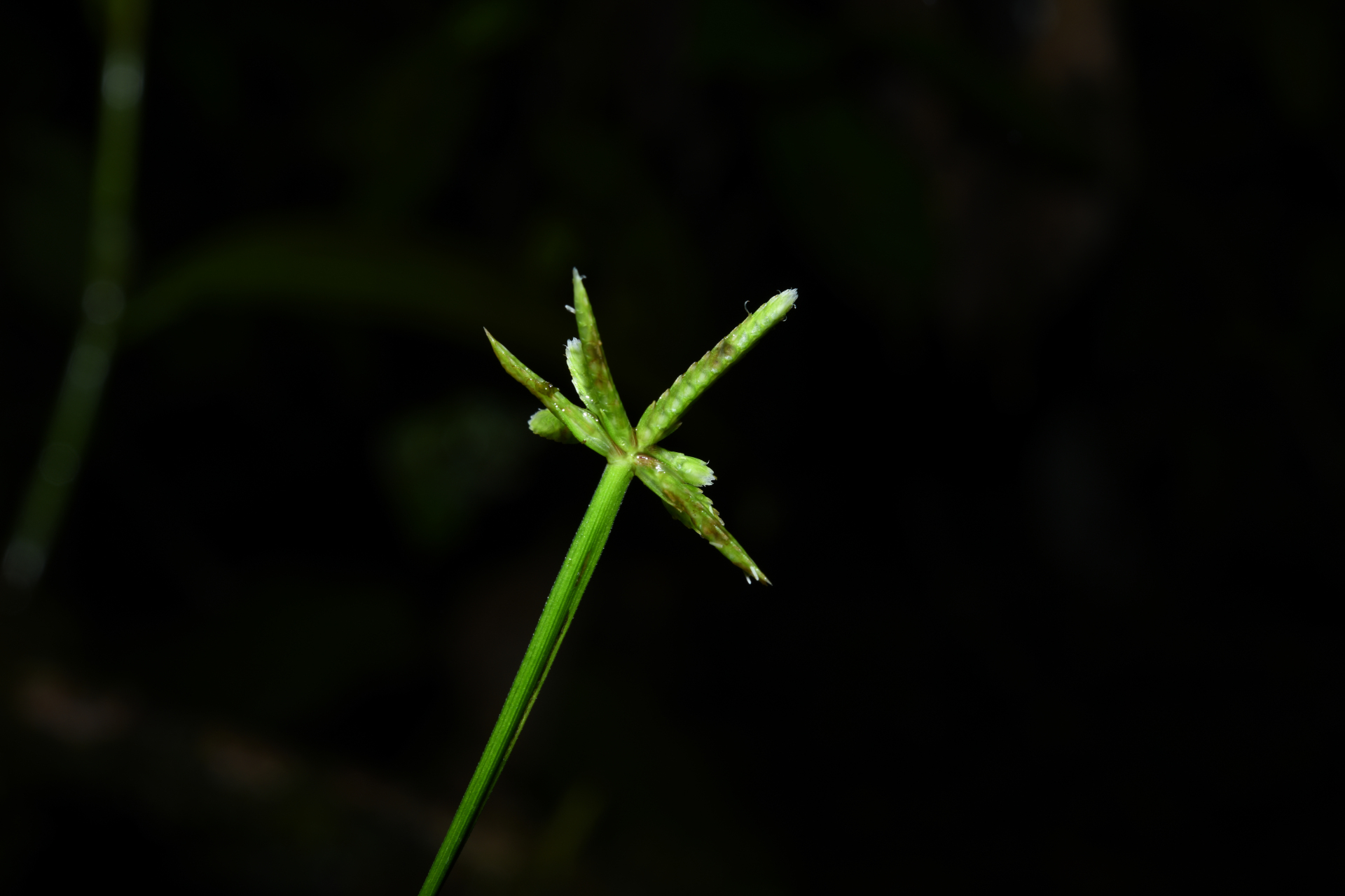 Cyperus simplex Kunth - Photo Bivouac Naturaliste
