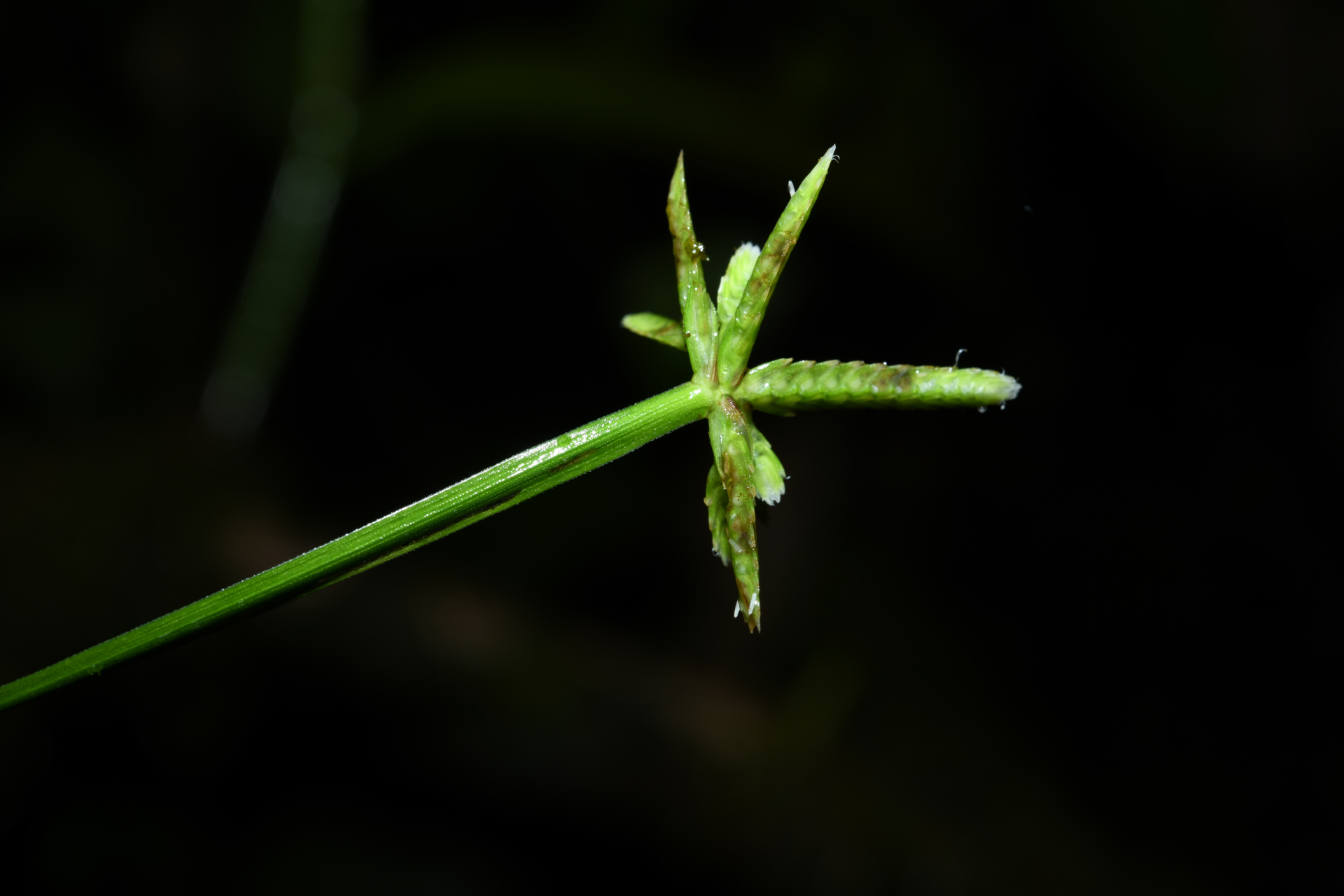 Cyperus simplex Kunth - Photo Bivouac Naturaliste