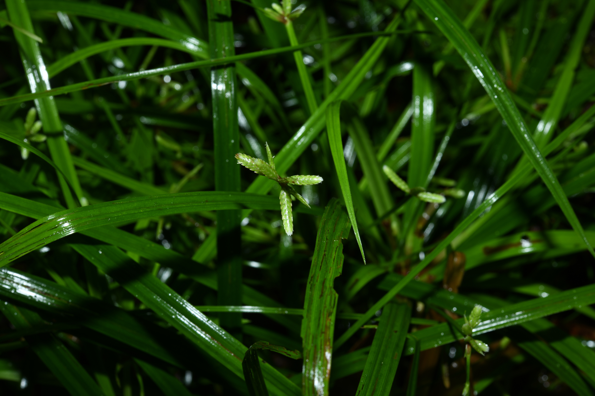 Cyperus simplex Kunth - Photo Bivouac Naturaliste