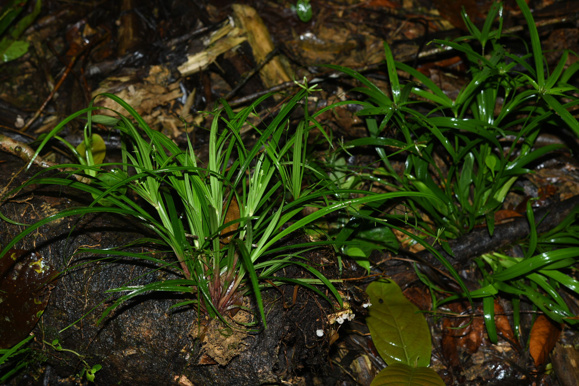 Cyperus simplex Kunth - Photo Bivouac Naturaliste