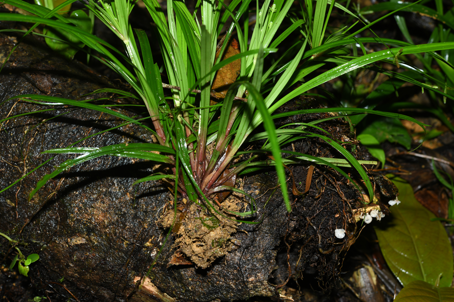 Cyperus simplex Kunth - Photo Bivouac Naturaliste