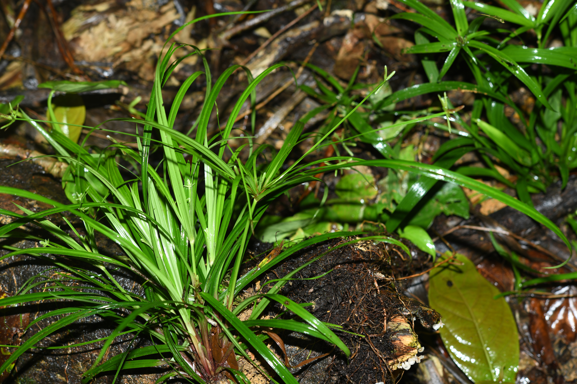 Cyperus simplex Kunth - Photo Bivouac Naturaliste