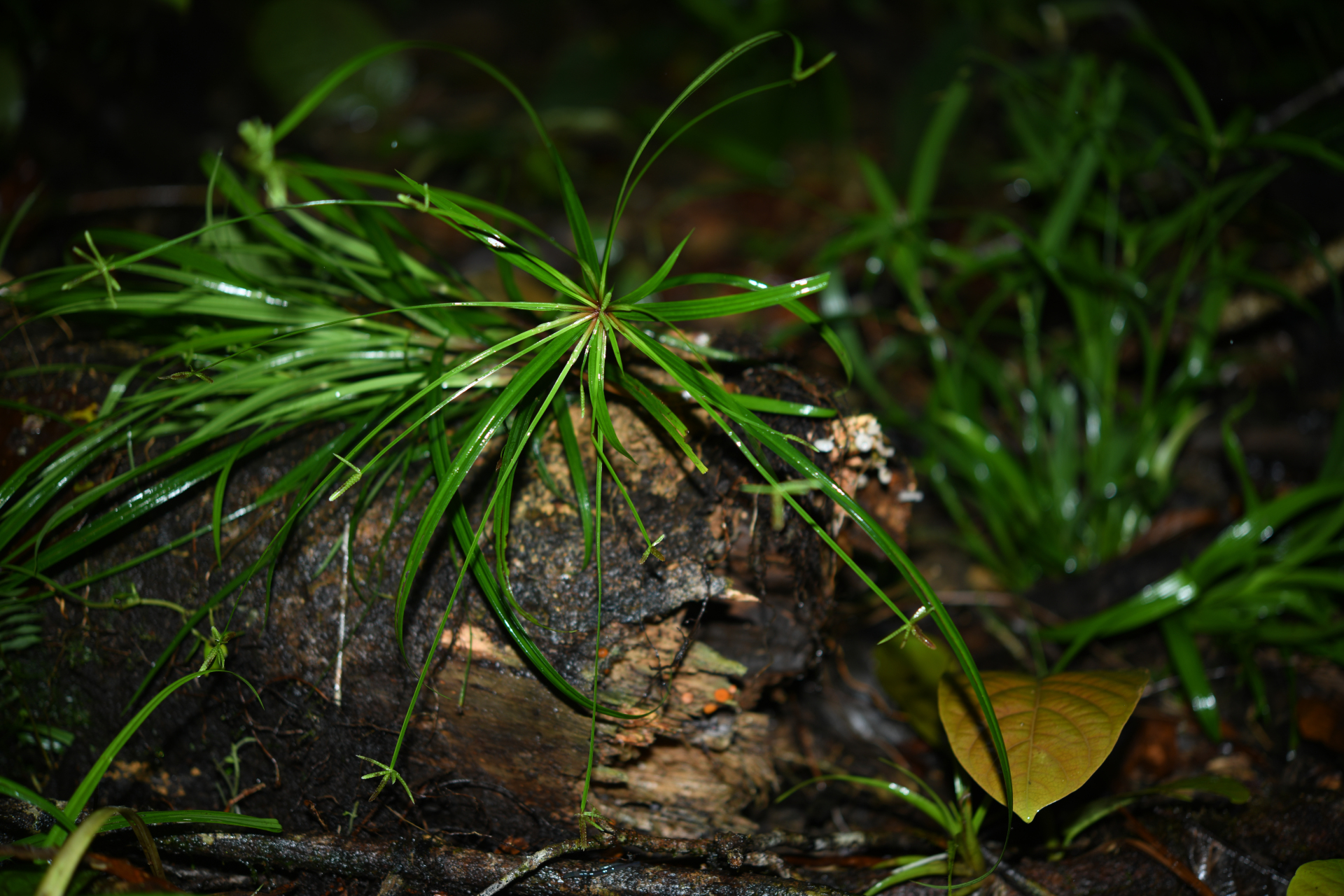 Cyperus simplex Kunth - Photo Bivouac Naturaliste
