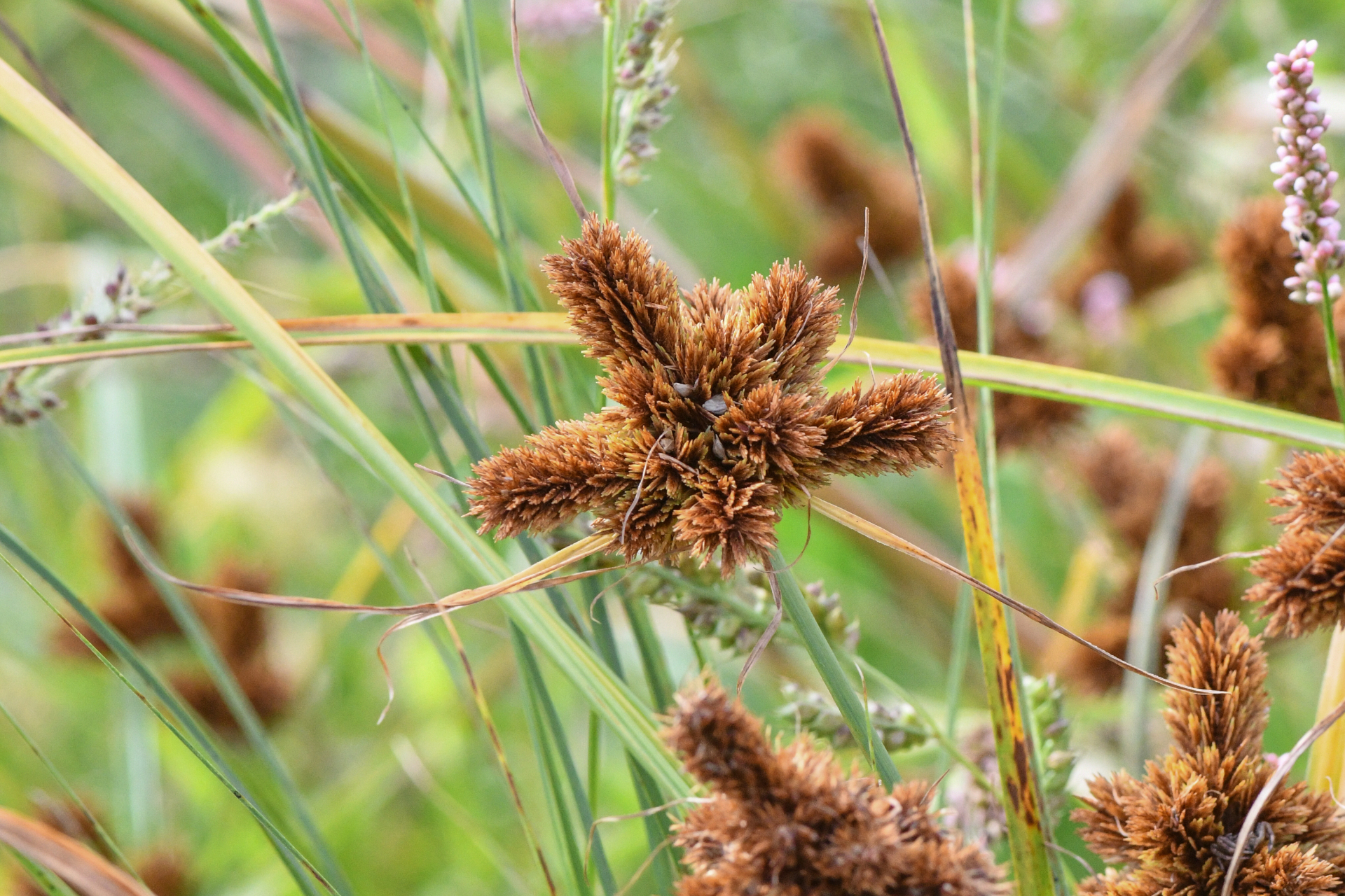 Cyperus glomeratus L. - Photo Bivouac Naturaliste