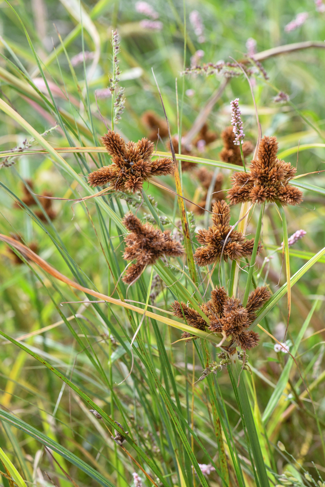 Cyperus glomeratus L. - Photo Bivouac Naturaliste