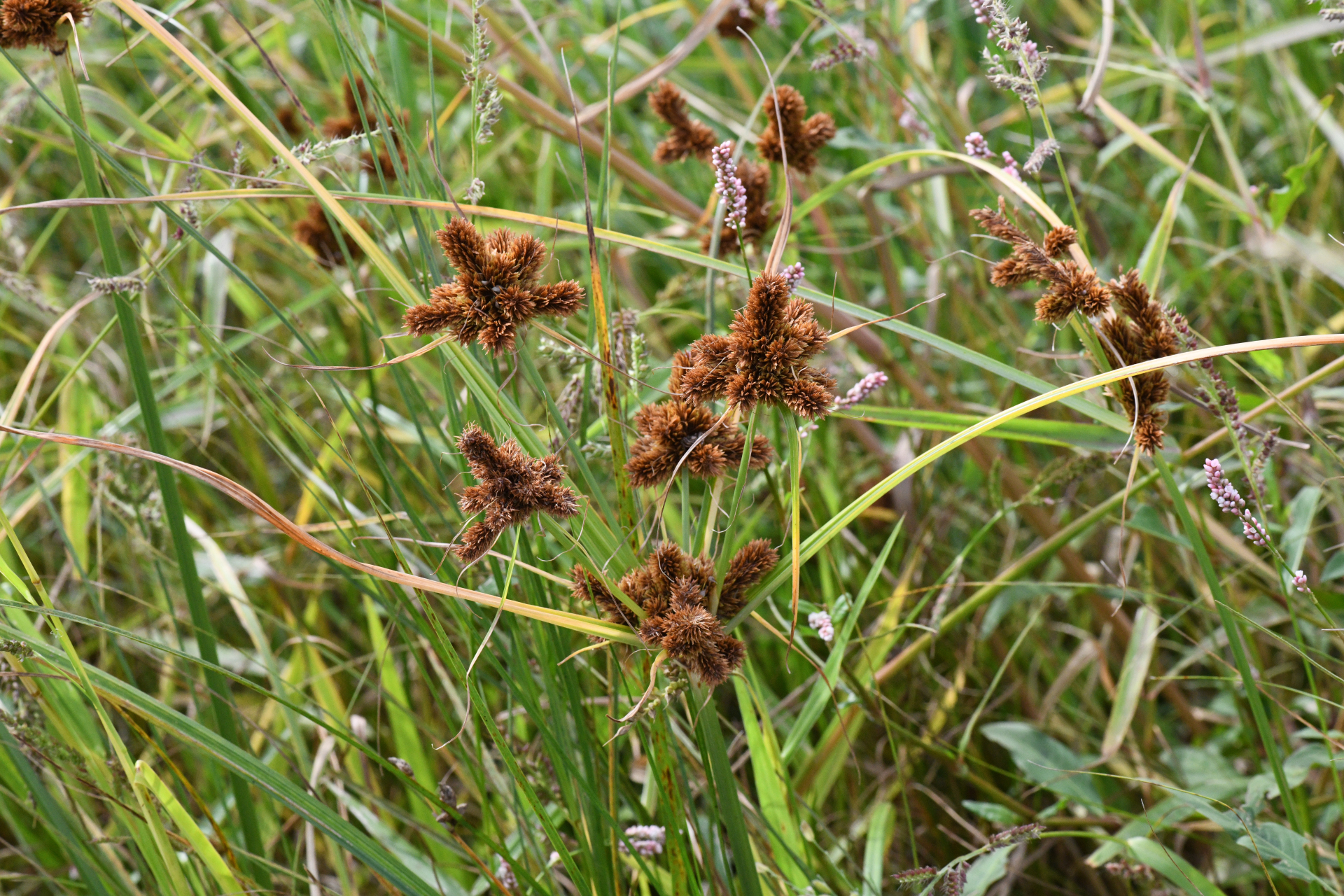 Cyperus glomeratus L. - Photo Bivouac Naturaliste