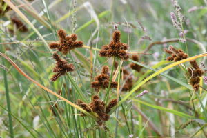 Cyperus glomeratus L.