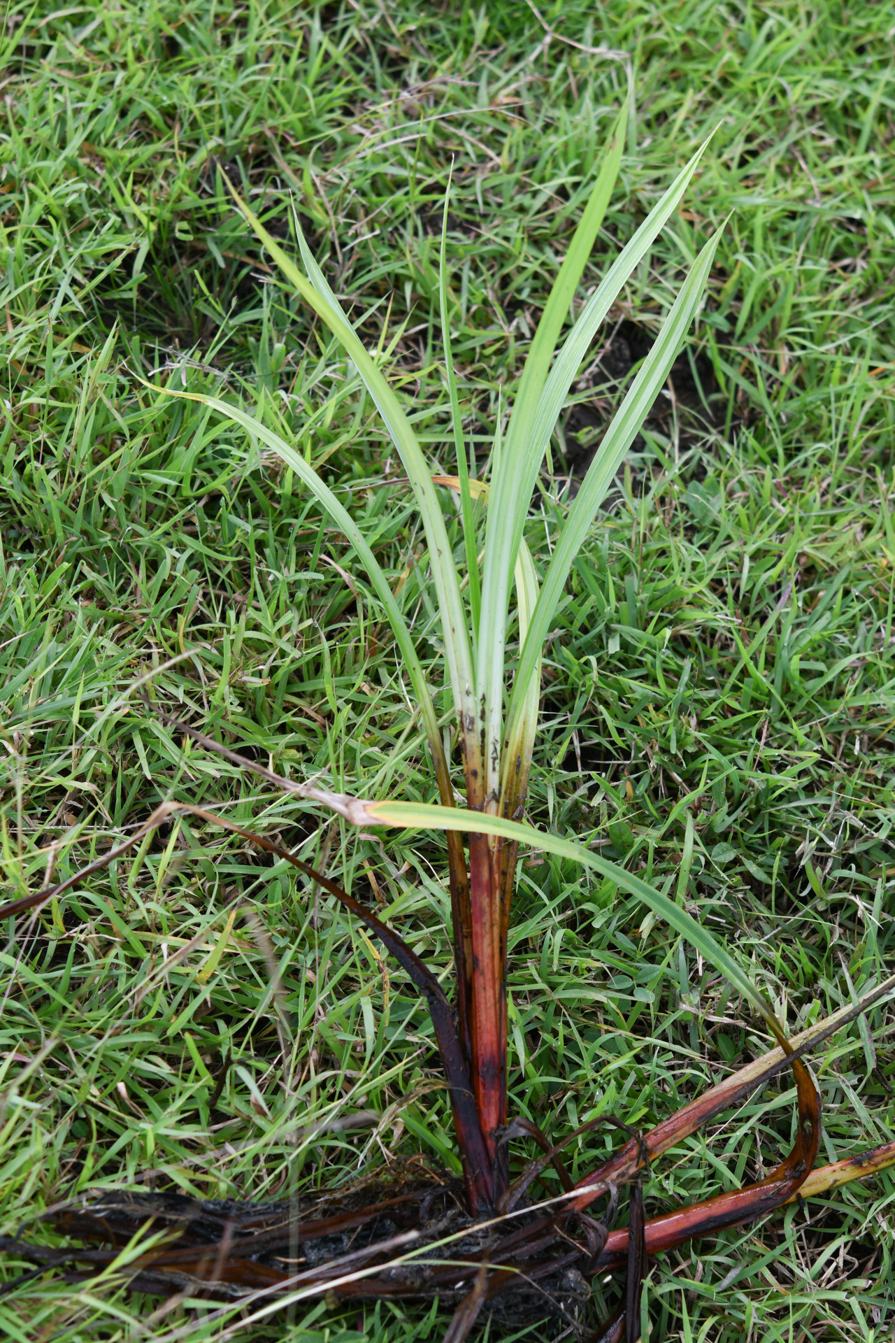 Cyperus odoratus Burm.f. - Photo Bivouac Naturaliste