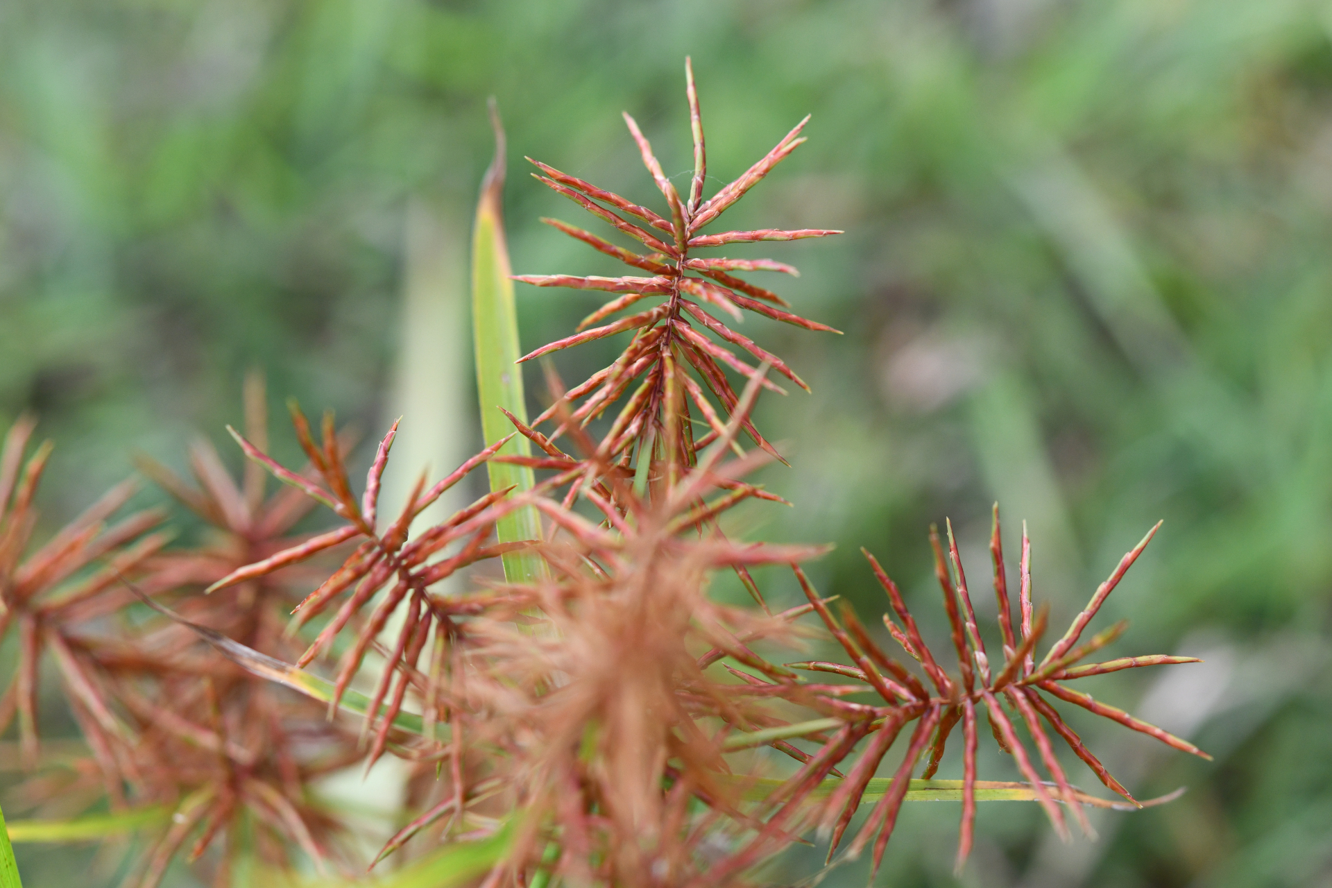 Cyperus odoratus Burm.f. - Photo Bivouac Naturaliste