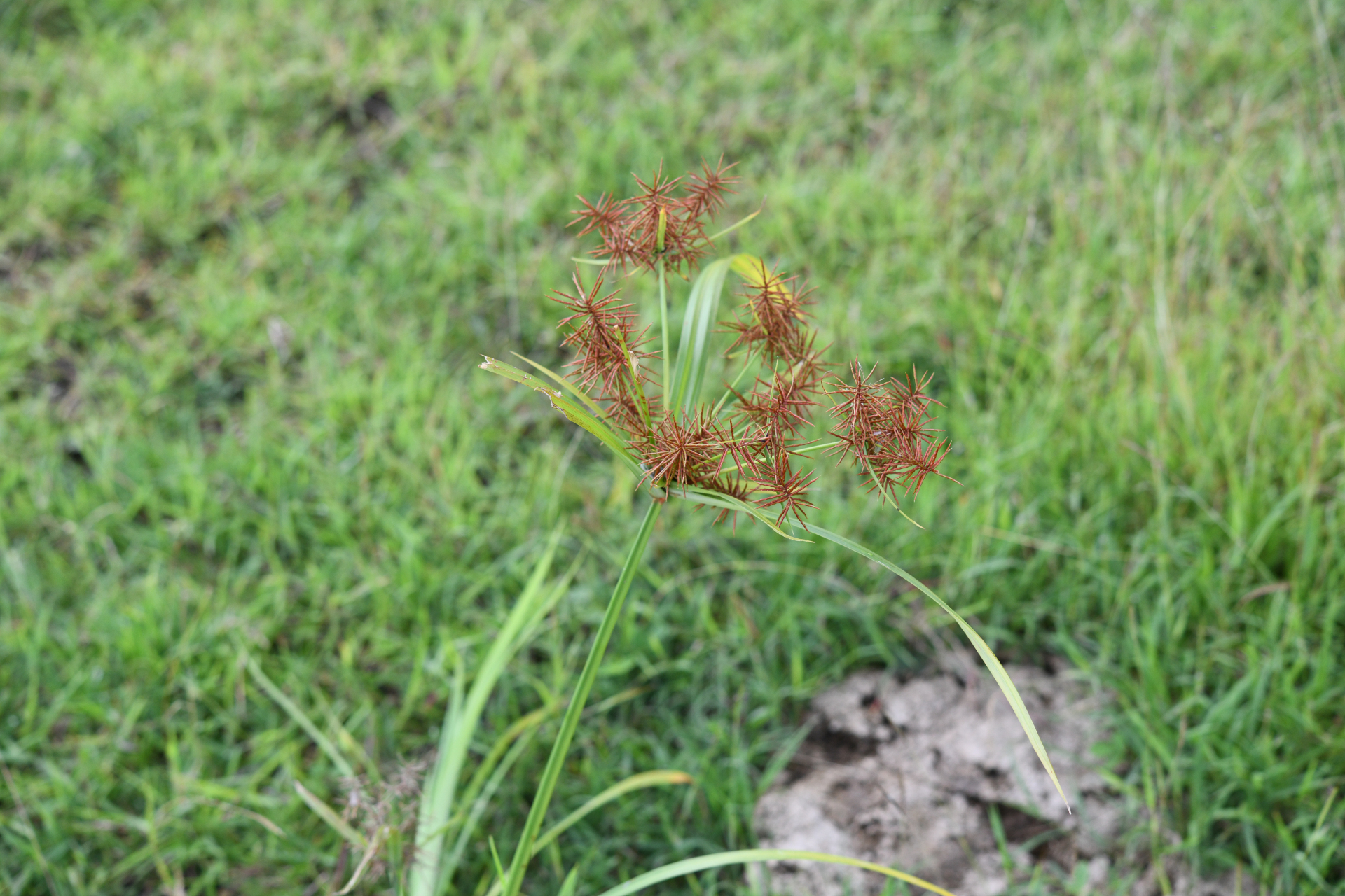 Cyperus odoratus Burm.f. - Photo Bivouac Naturaliste