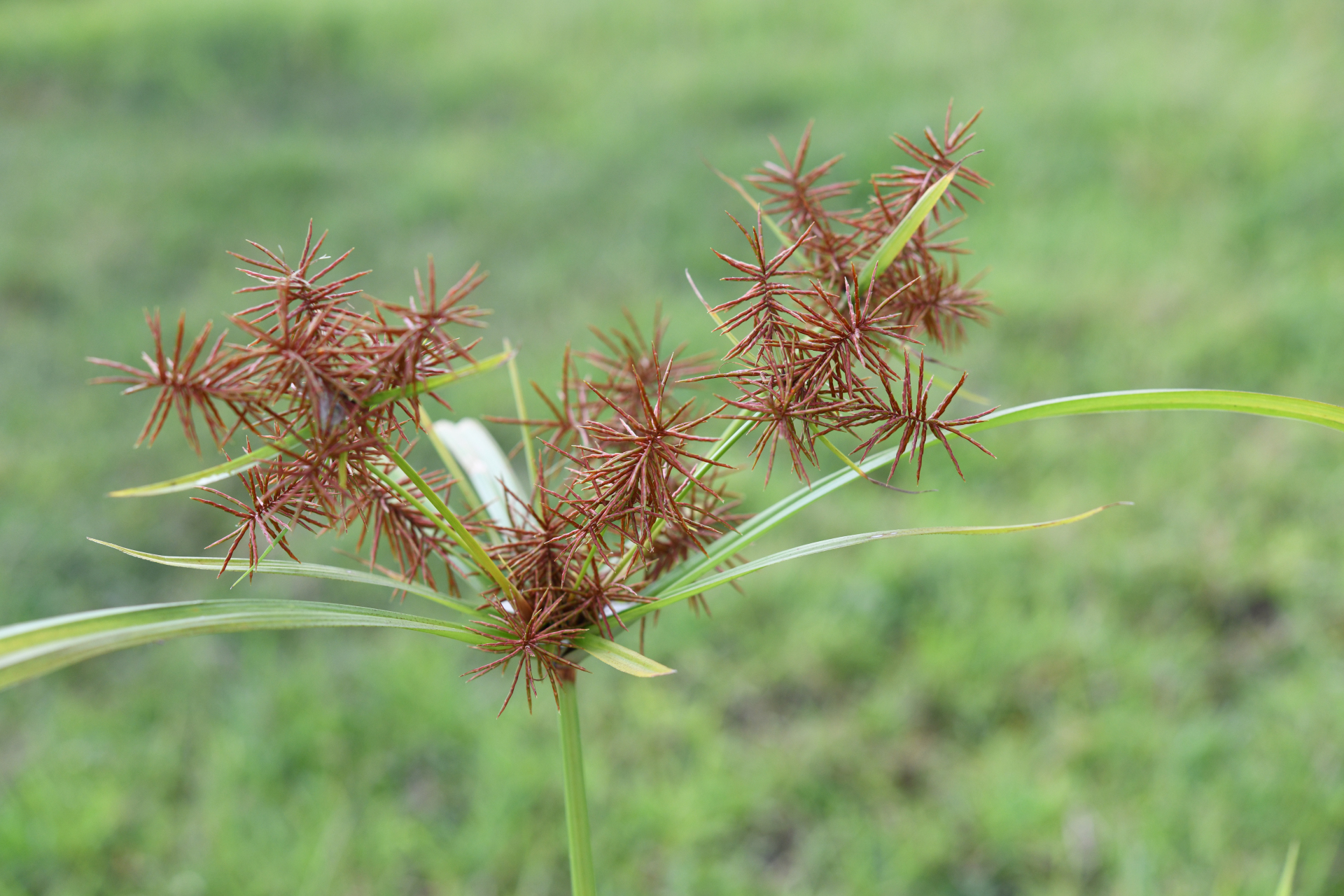 Cyperus odoratus Burm.f. - Photo Bivouac Naturaliste