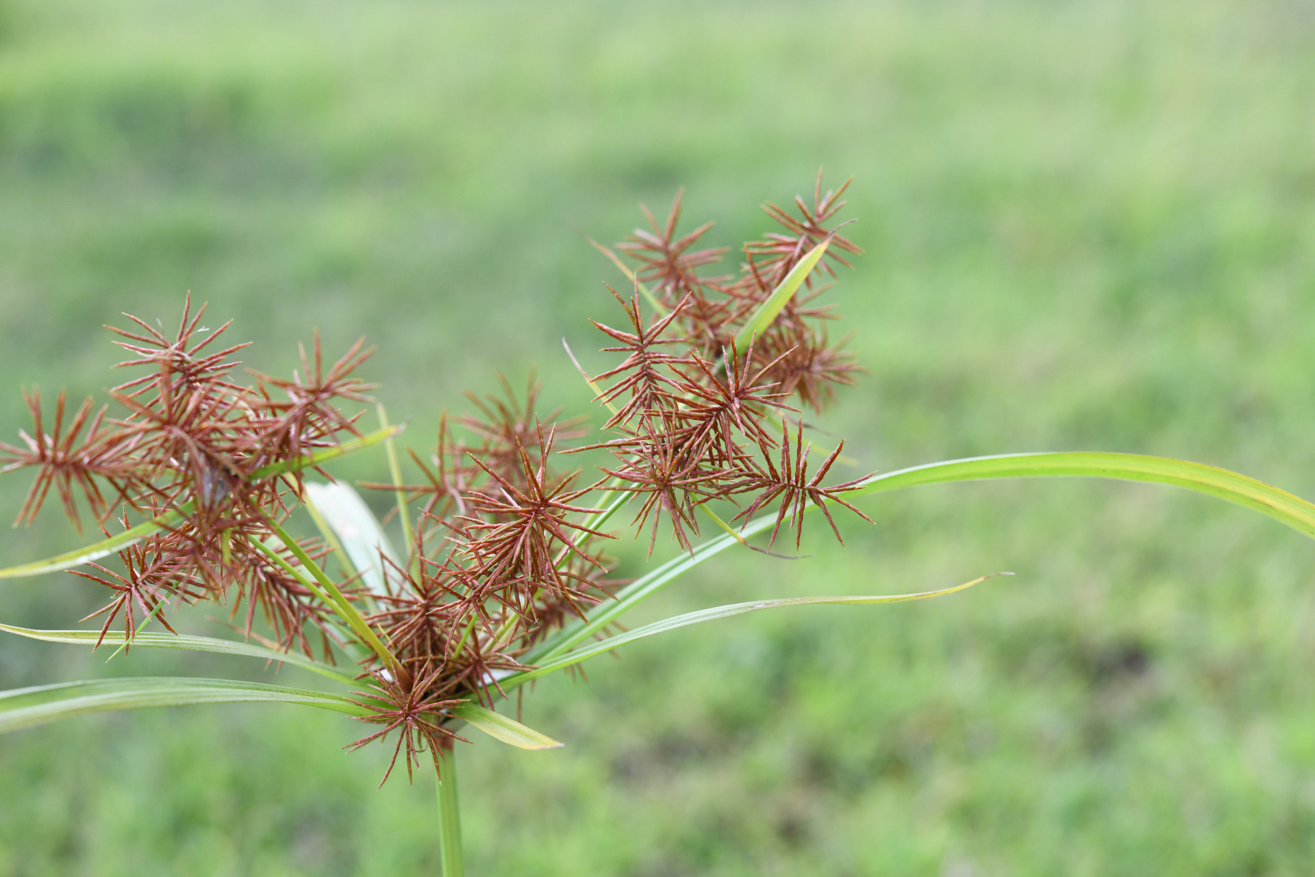 Cyperus odoratus Burm.f. - Photo Bivouac Naturaliste