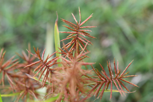 Cyperus odoratus Burm.f.