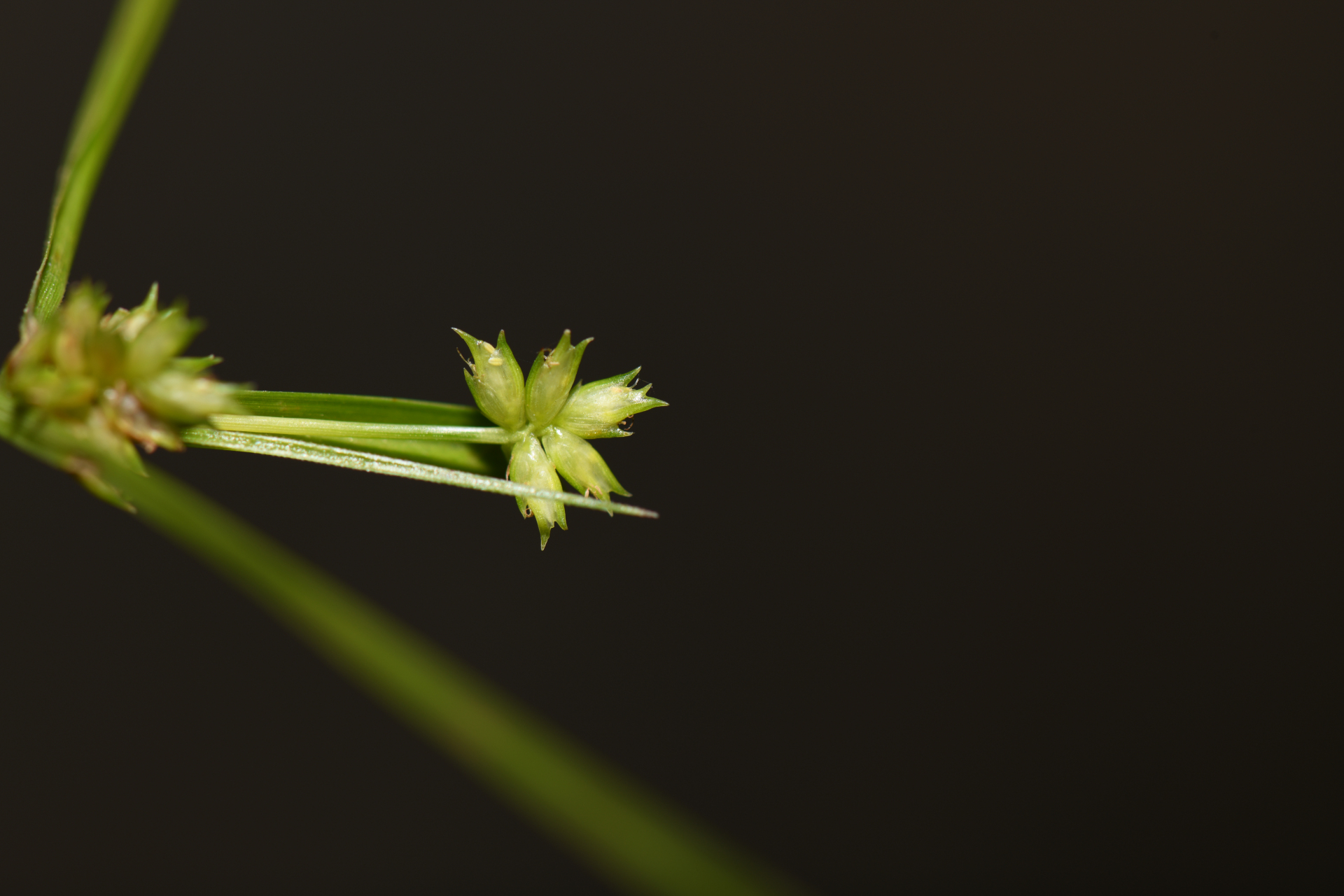 Cyperus confertus Sw. - Photo Bivouac Naturaliste