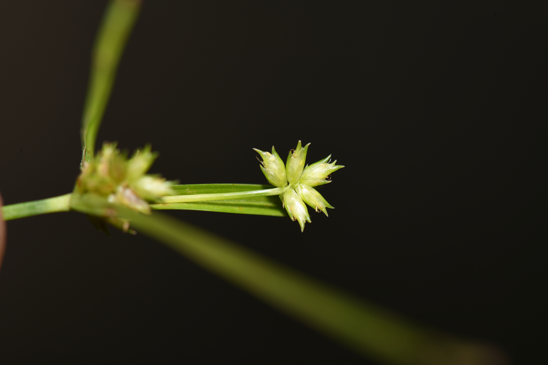 Cyperus confertus Sw. - Photo Bivouac Naturaliste