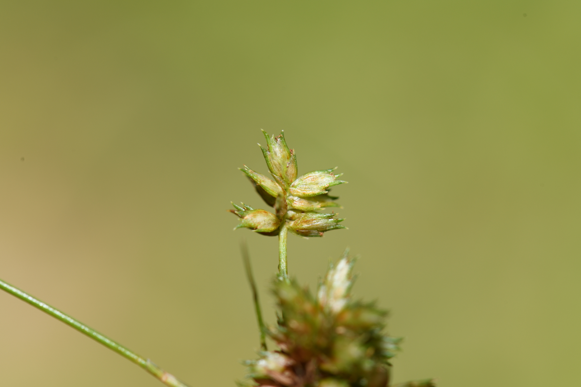Cyperus confertus Sw. - Photo Bivouac Naturaliste