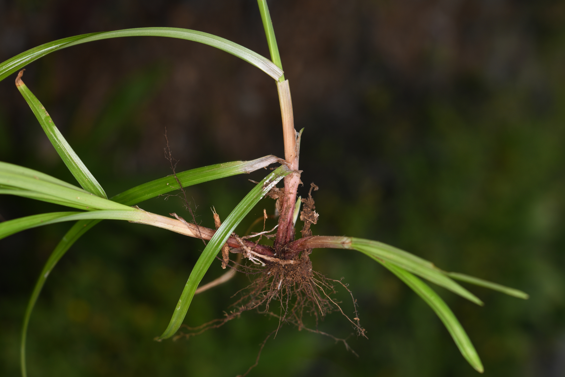 Cyperus confertus Sw. - Photo Bivouac Naturaliste