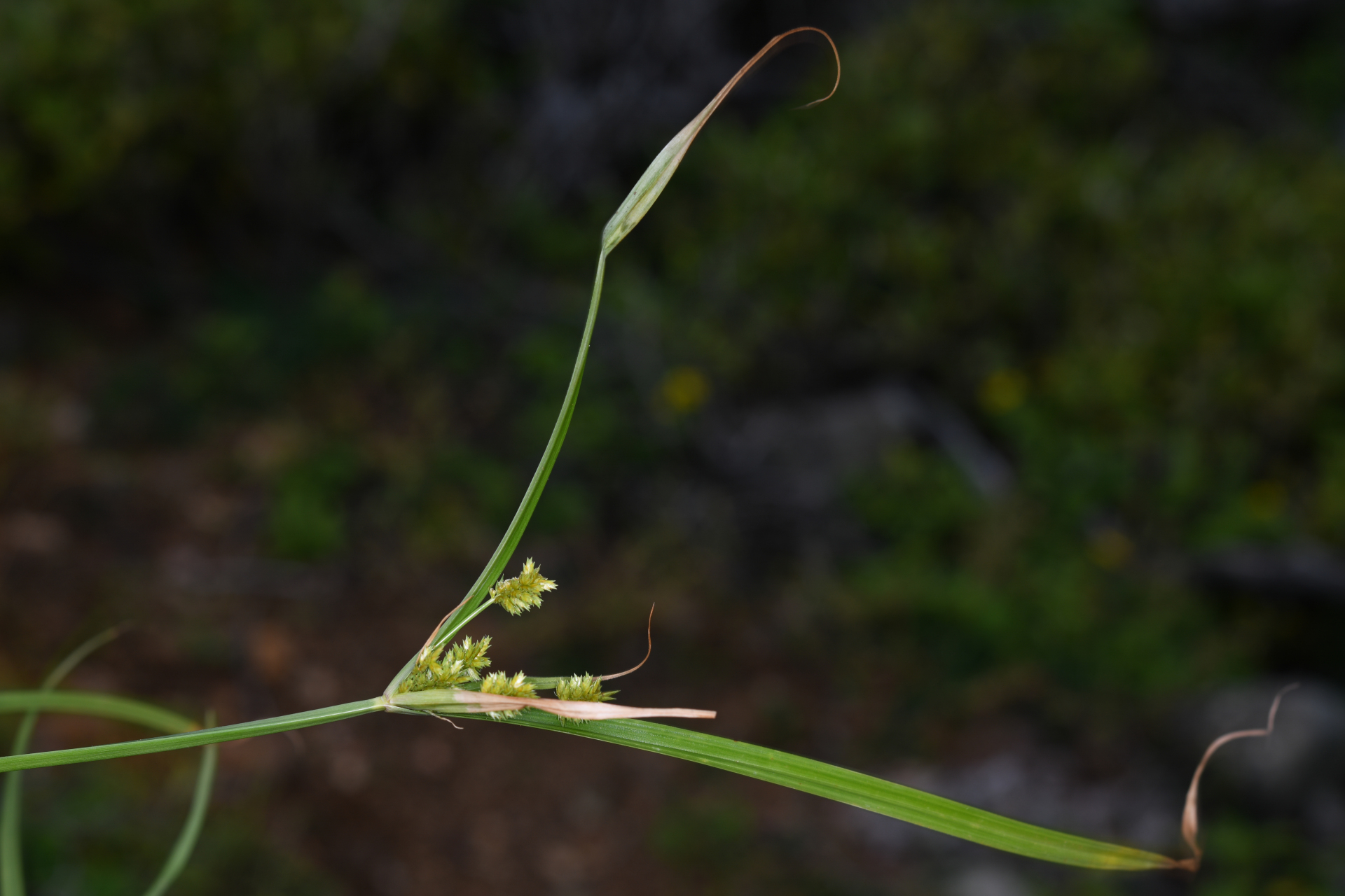 Cyperus confertus Sw. - Photo Bivouac Naturaliste