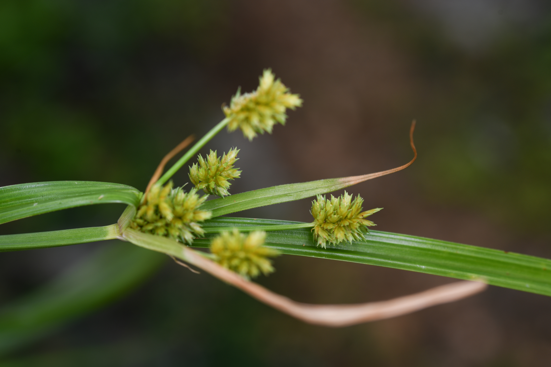 Cyperus confertus Sw. - Photo Bivouac Naturaliste