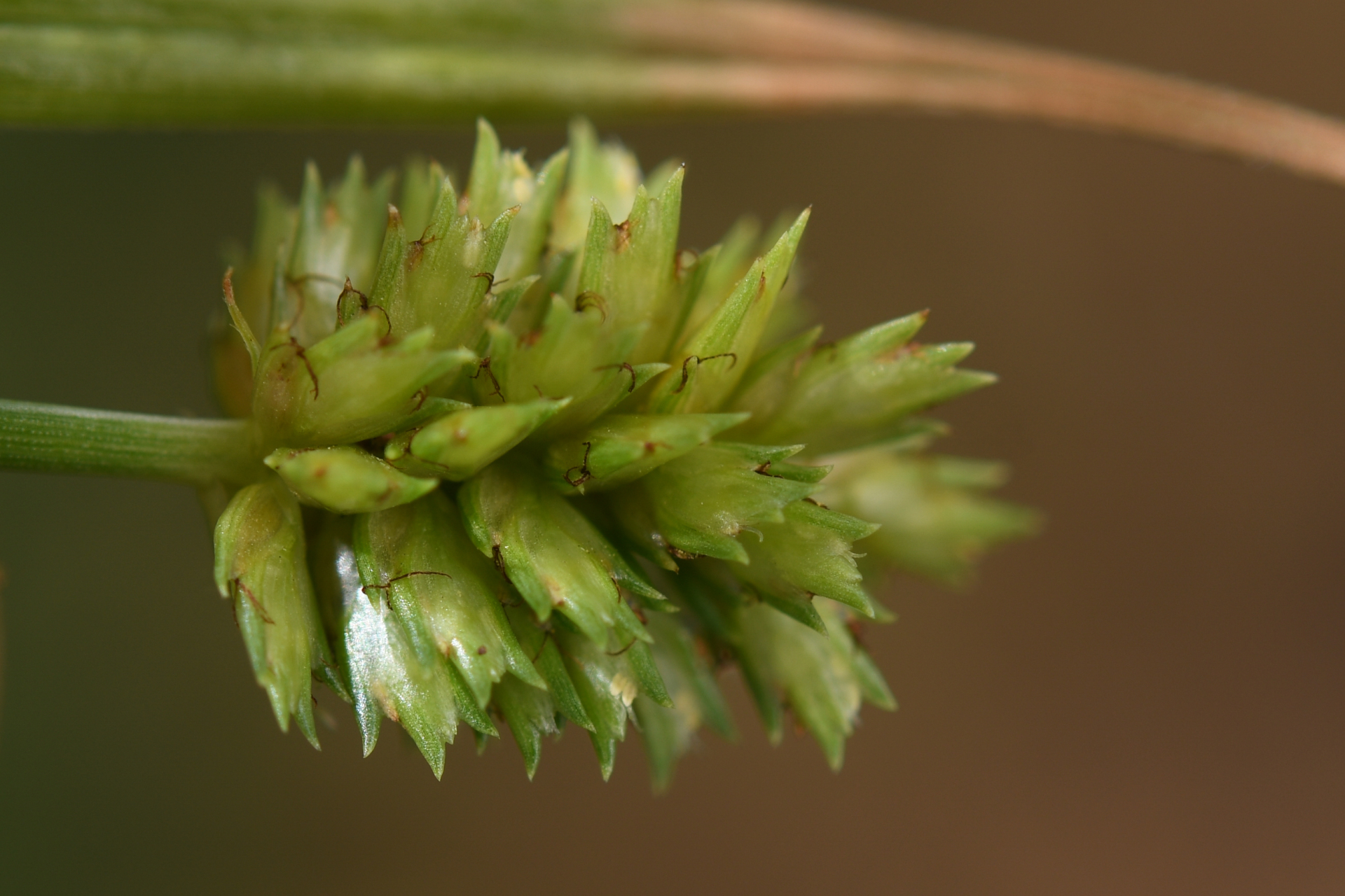 Cyperus confertus Sw. - Photo Bivouac Naturaliste