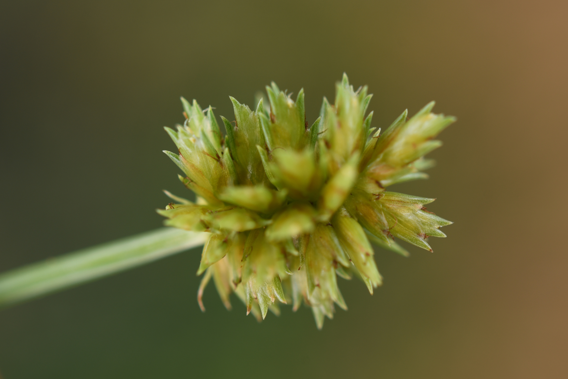 Cyperus confertus Sw. - Photo Bivouac Naturaliste