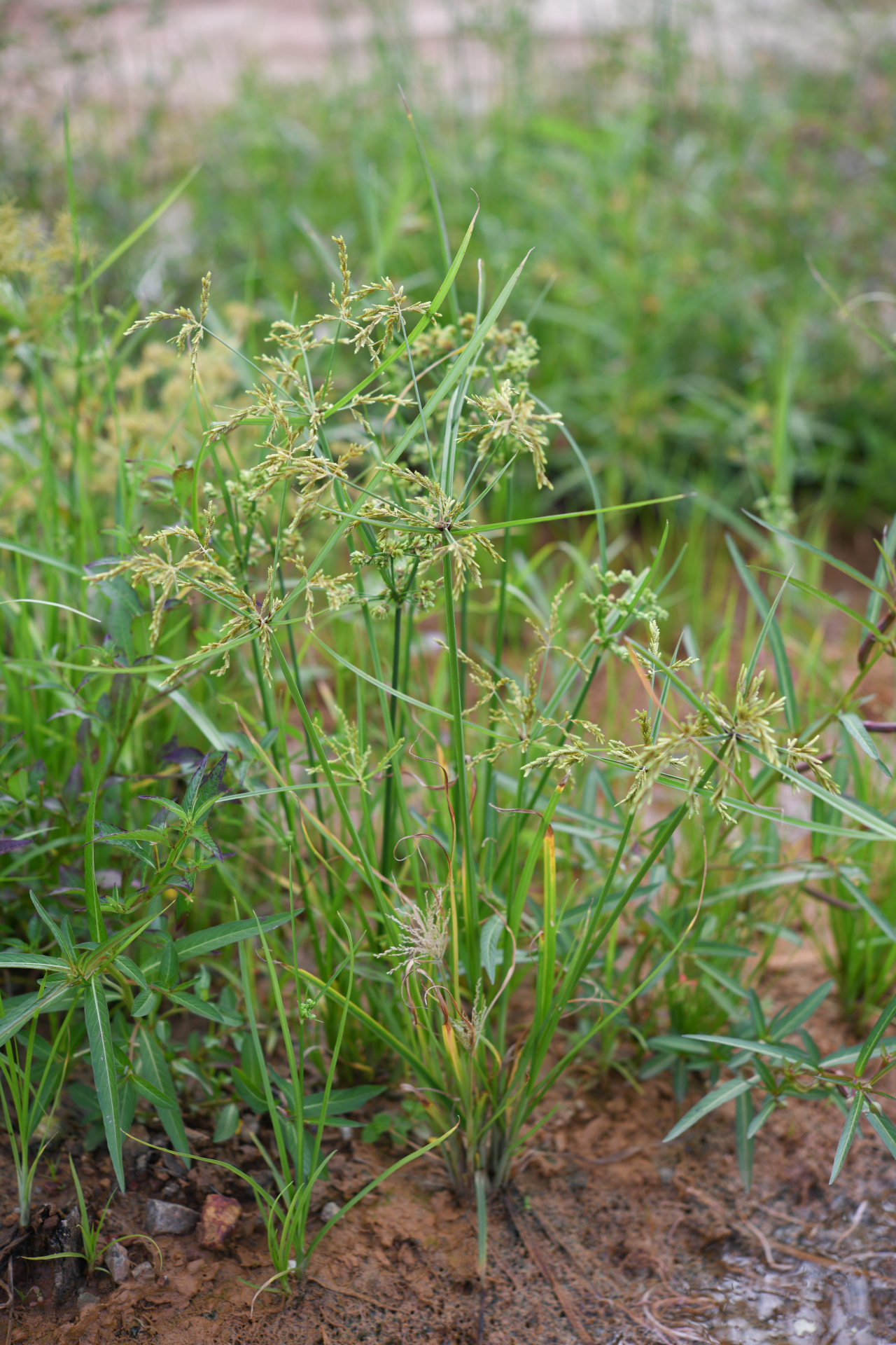 Cyperus iria L. - Photo Bivouac Naturaliste