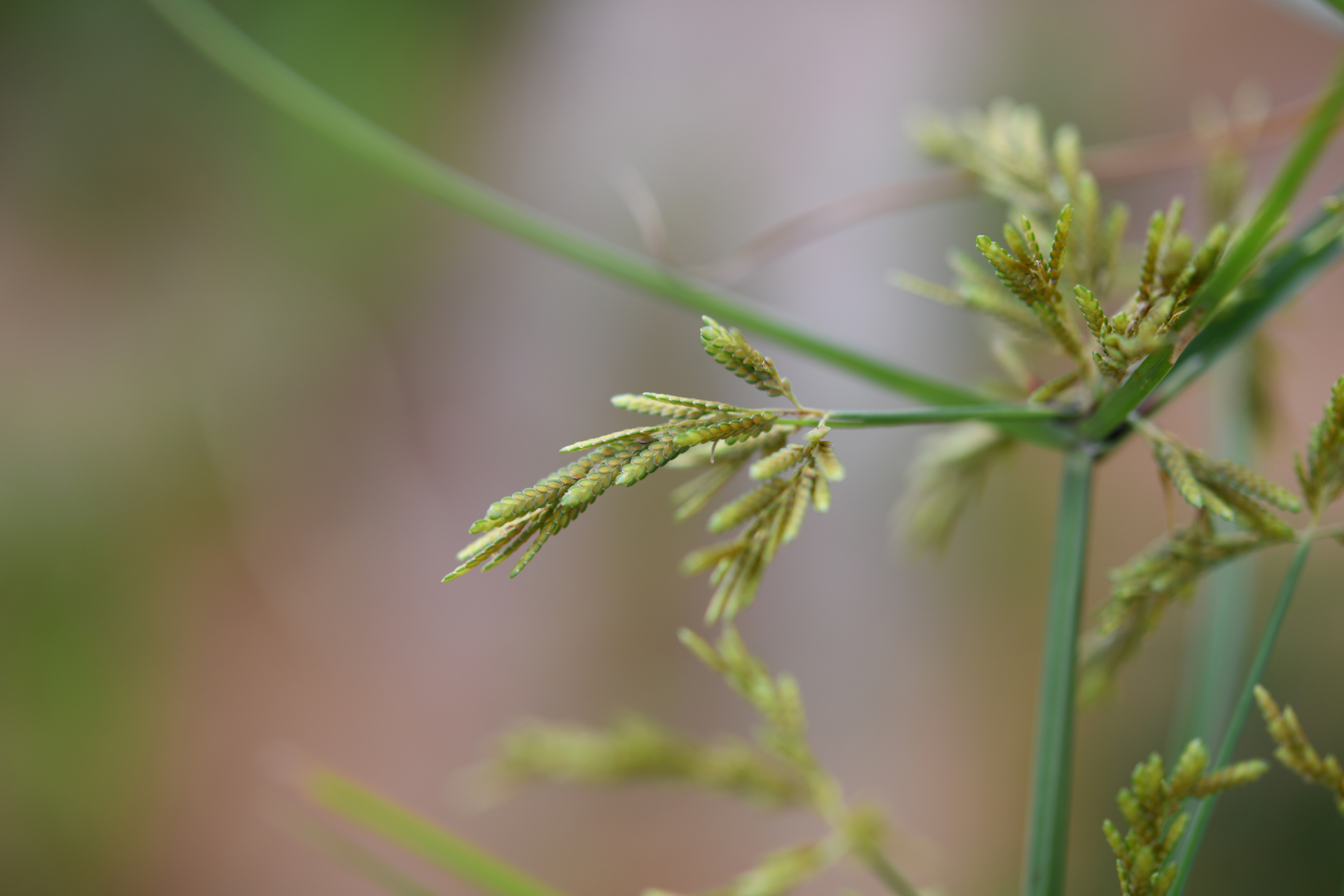 Cyperus iria L. - Photo Bivouac Naturaliste