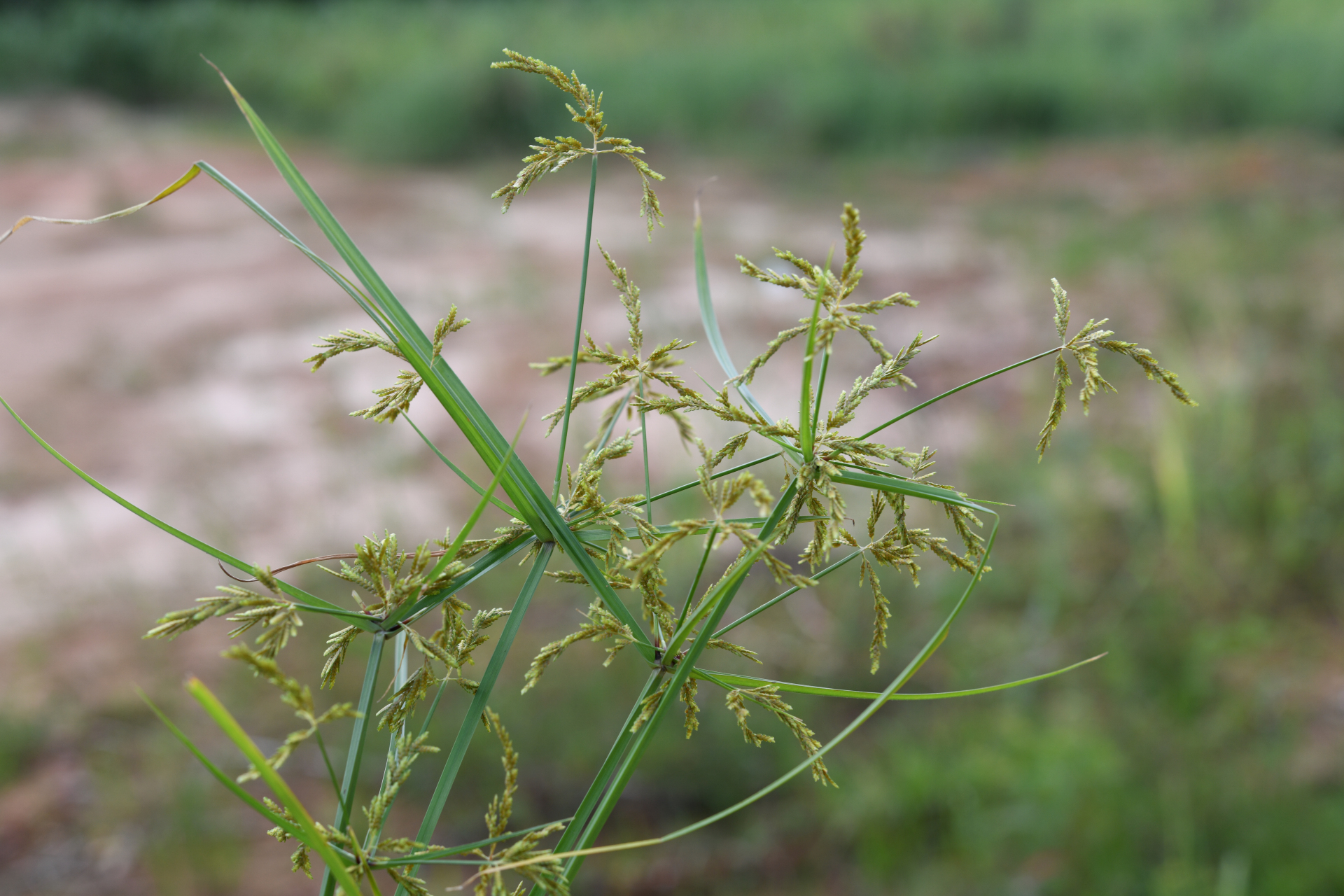Cyperus iria L. - Photo Bivouac Naturaliste