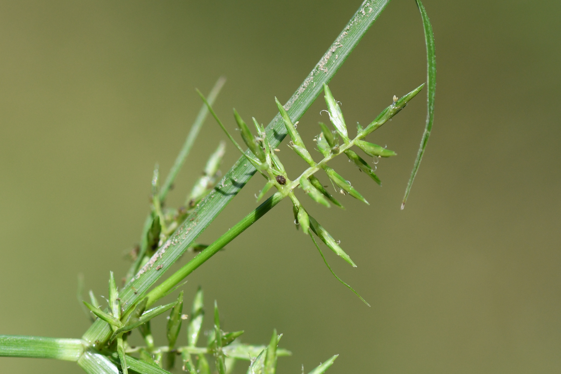 Cyperus esculentus L. - Photo Bivouac Naturaliste